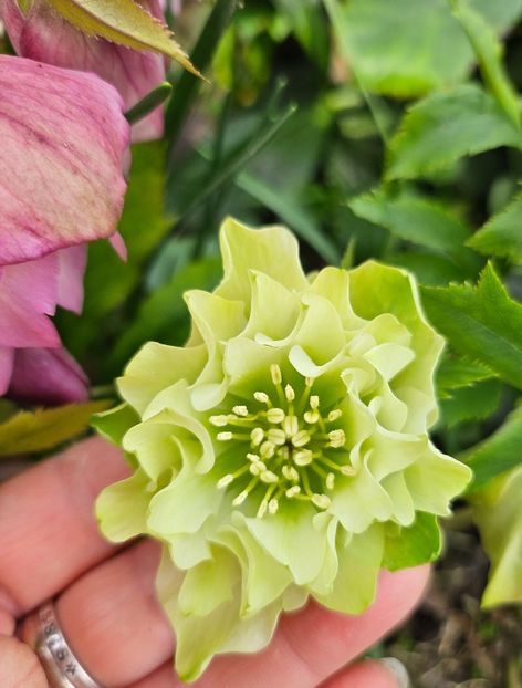  - Helleborus 2025