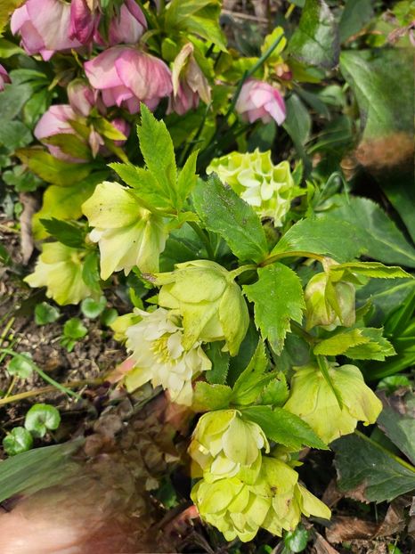  - Helleborus 2025