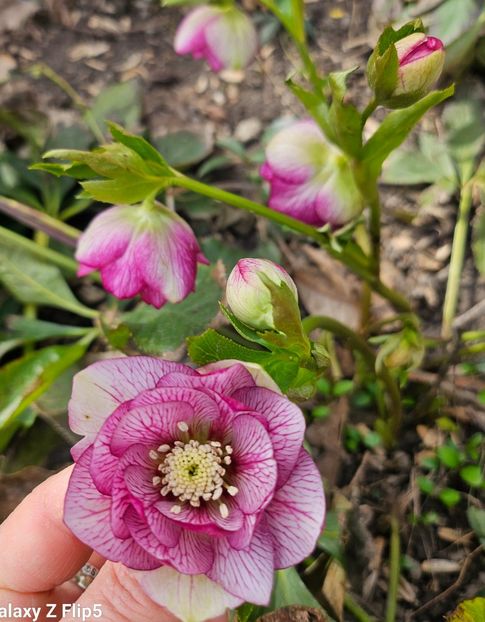  - Helleborus 2025