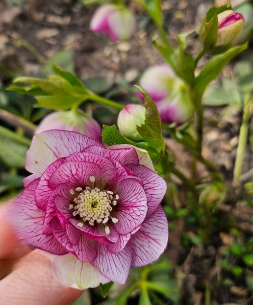 - Helleborus 2025