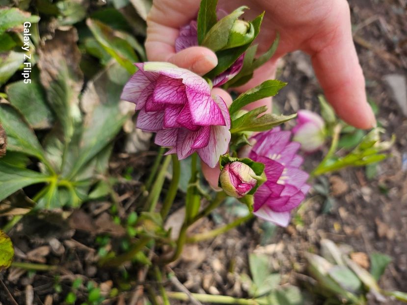 - Helleborus 2025