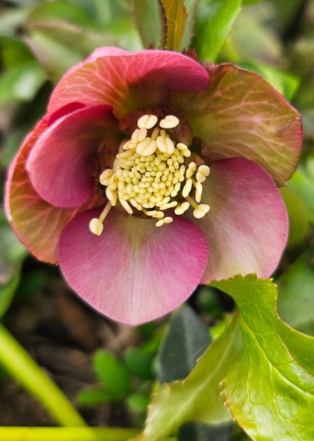  - Helleborus 2025