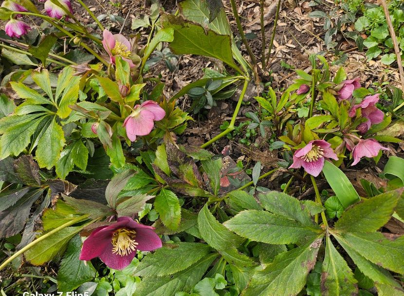  - Helleborus 2025