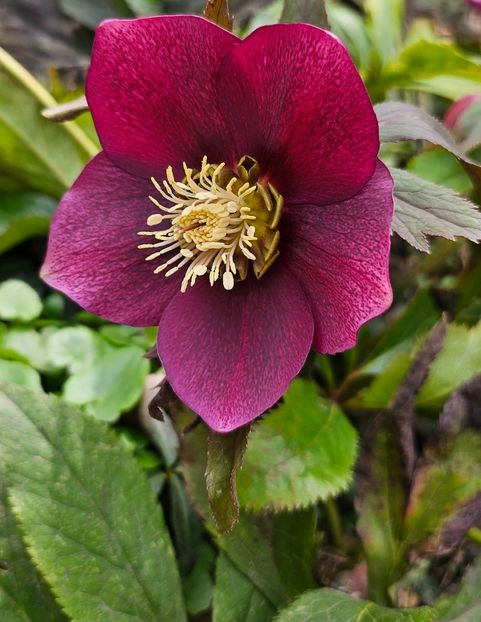  - Helleborus 2025