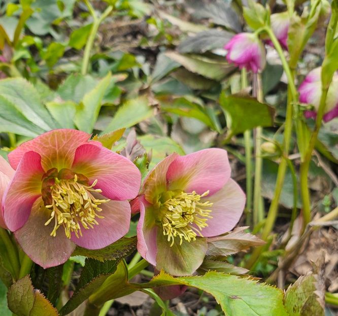  - Helleborus 2025