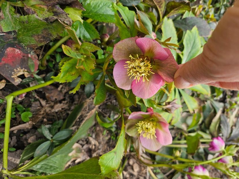  - Helleborus 2025