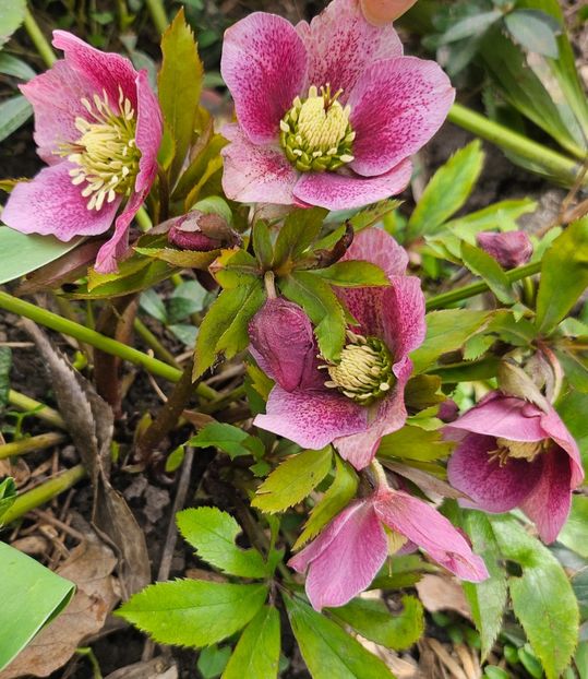  - Helleborus 2025
