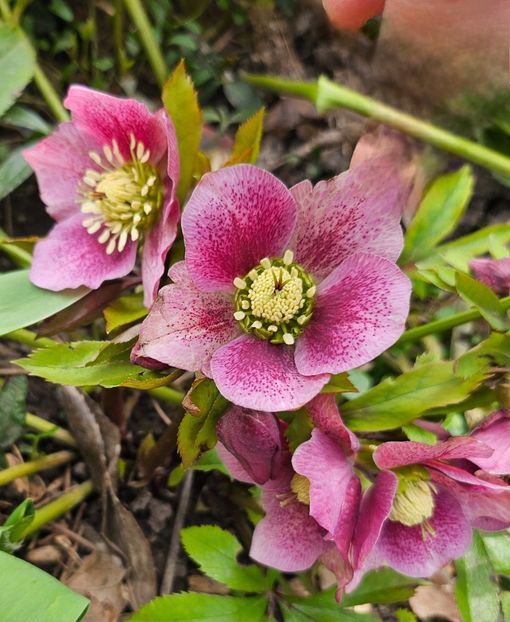  - Helleborus 2025