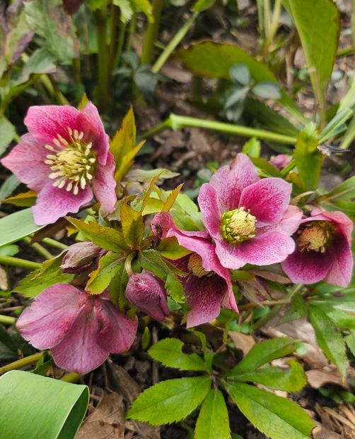  - Helleborus 2025