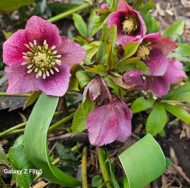  - Helleborus 2025