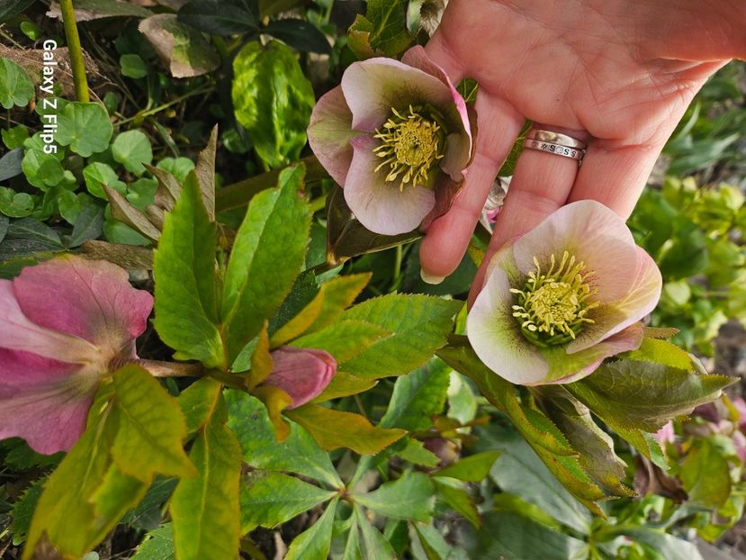  - Helleborus 2025