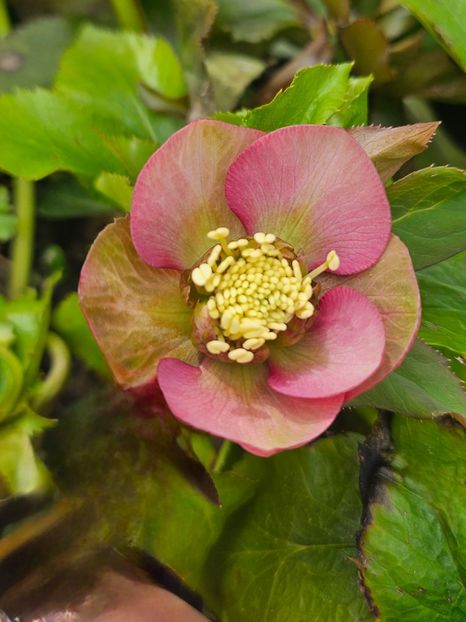  - Helleborus 2025
