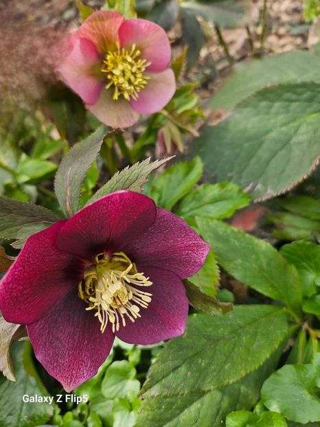 - Helleborus 2025