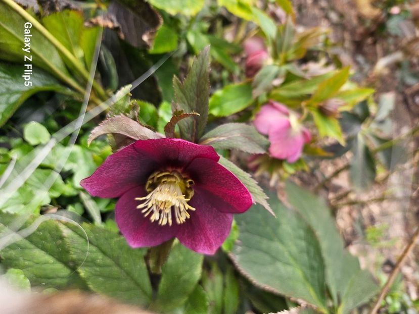  - Helleborus 2025