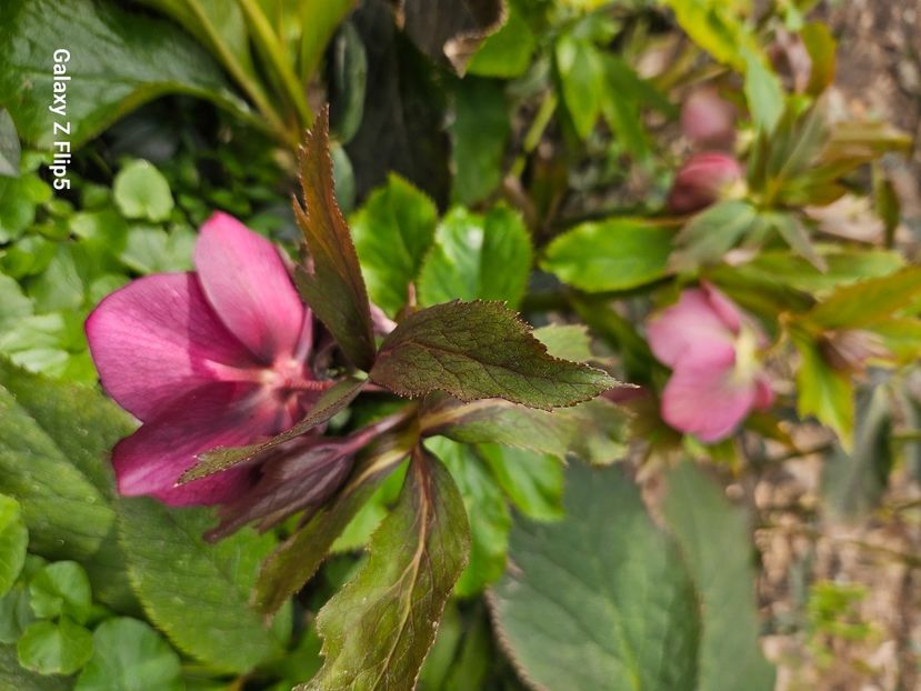  - Helleborus 2025