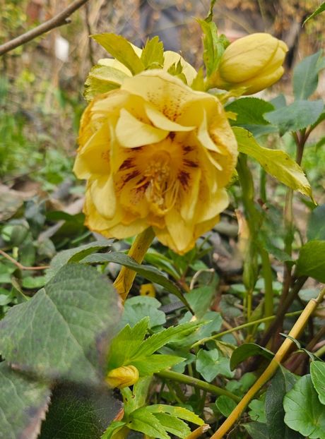  - Helleborus 2025