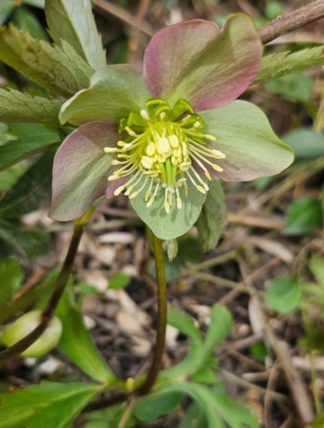  - Helleborus 2025