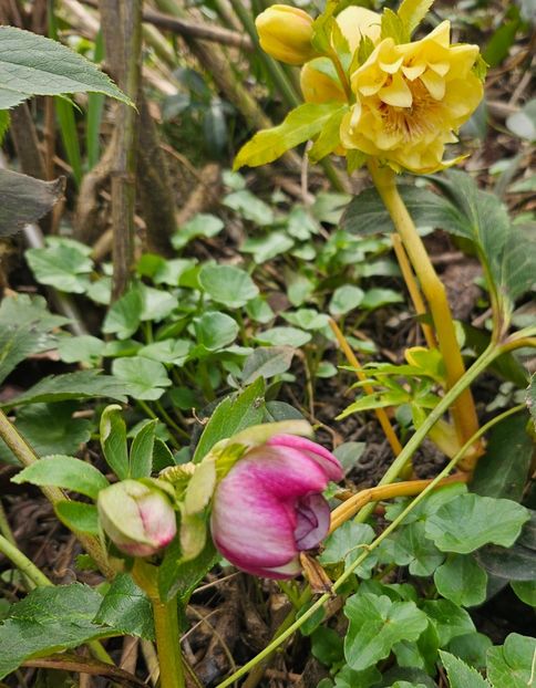  - Helleborus 2025