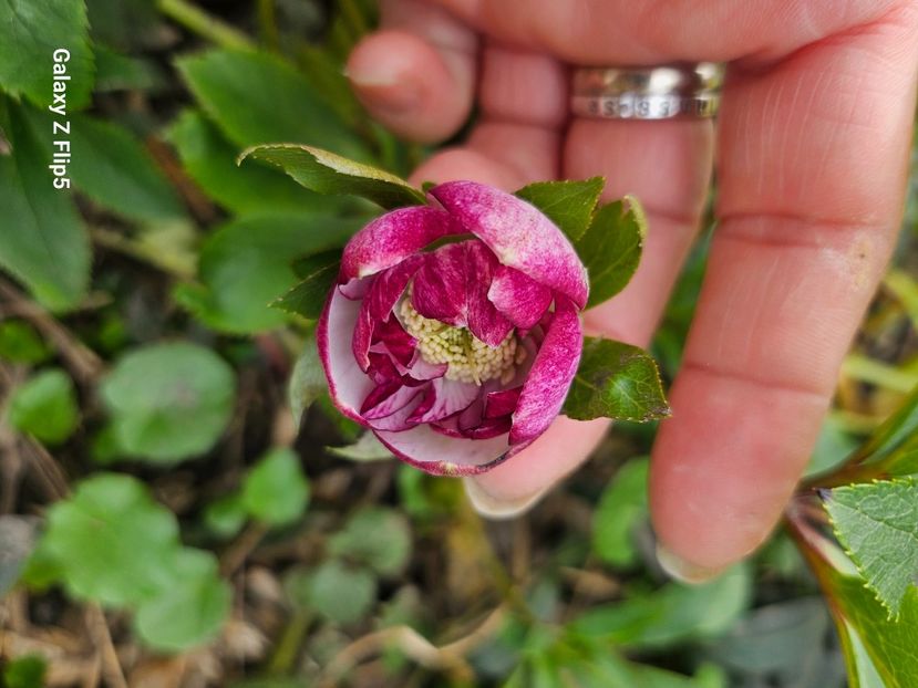  - Helleborus 2025