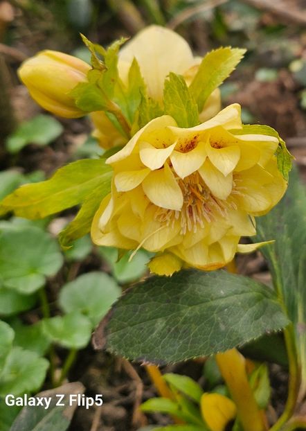  - Helleborus 2025