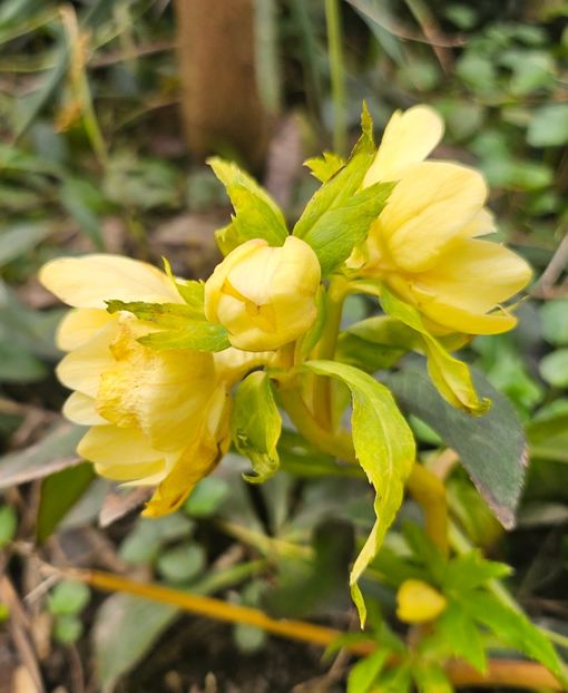  - Helleborus 2025