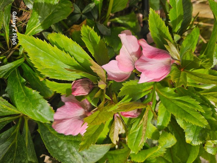  - Helleborus 2025