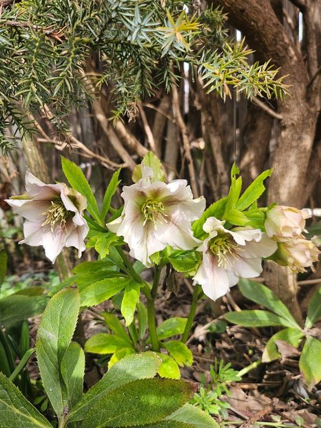  - Helleborus 2025
