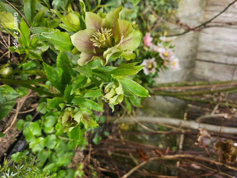  - Helleborus 2025