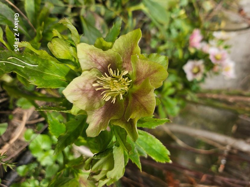  - Helleborus 2025