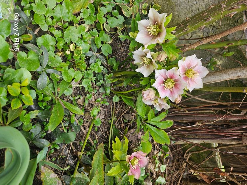  - Helleborus 2025