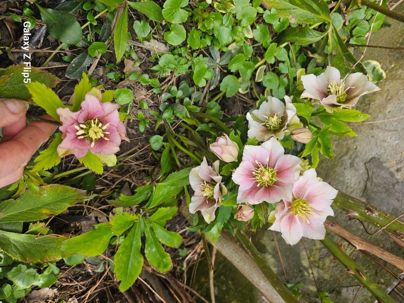  - Helleborus 2025