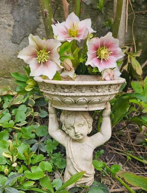  - Helleborus 2025