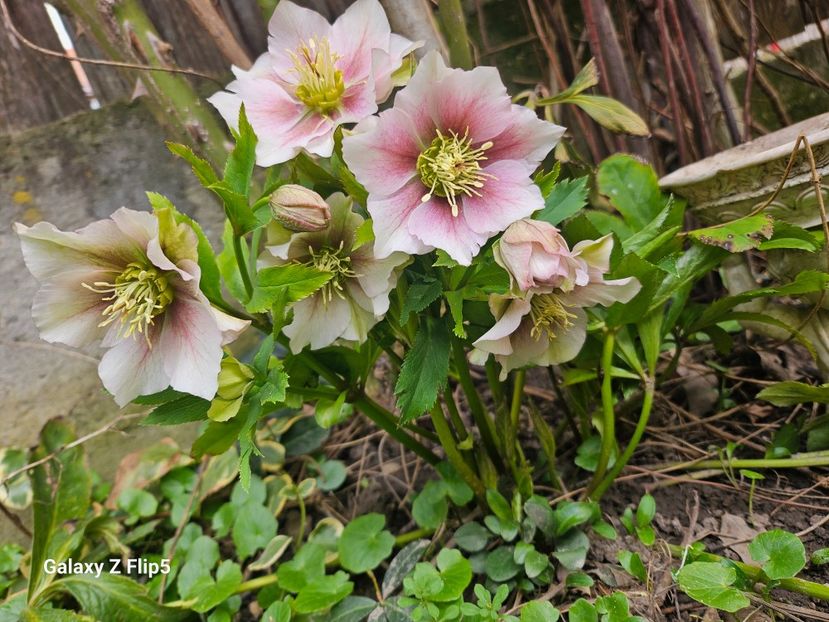  - Helleborus 2025