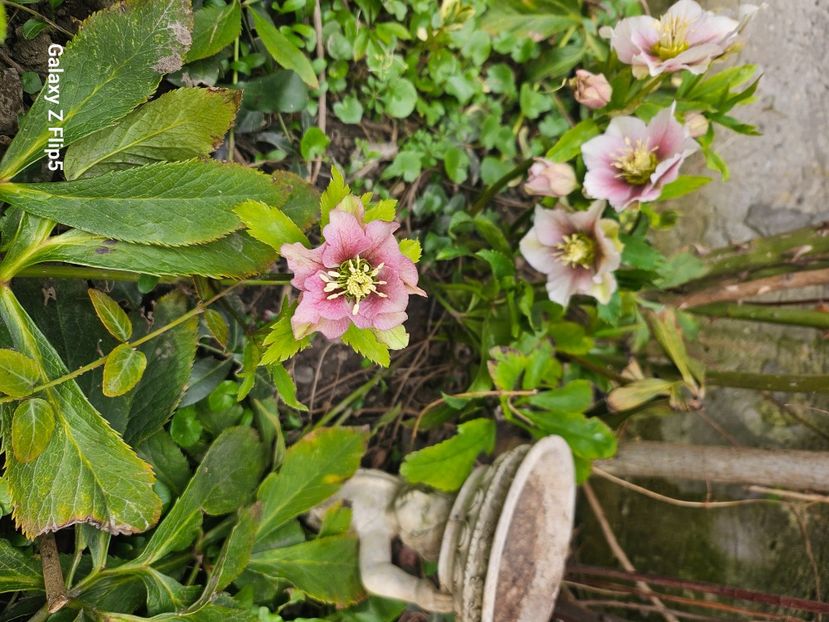 - Helleborus 2025