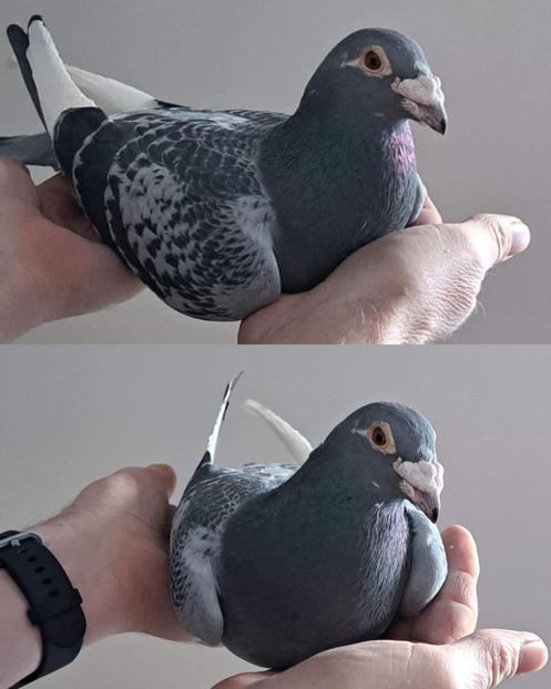  - Nu îmi aparțin 9