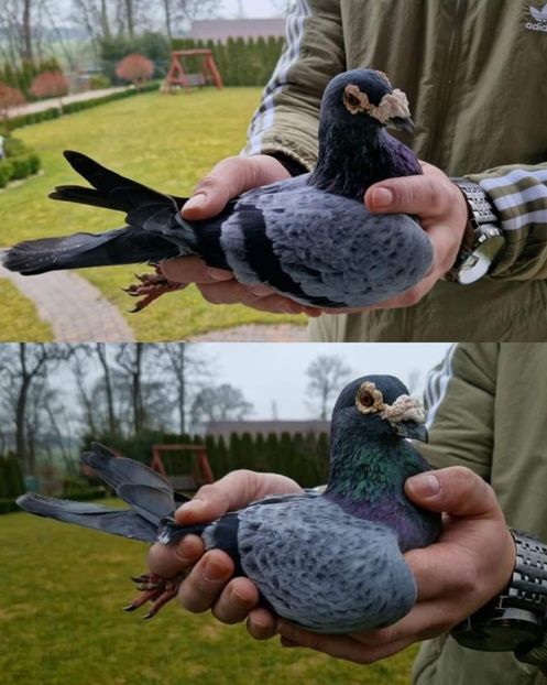  - Nu îmi aparțin 9