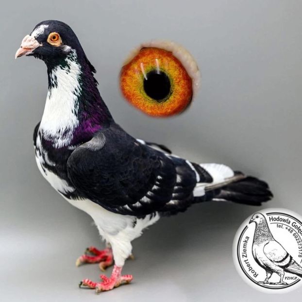  - Nu îmi aparțin 9