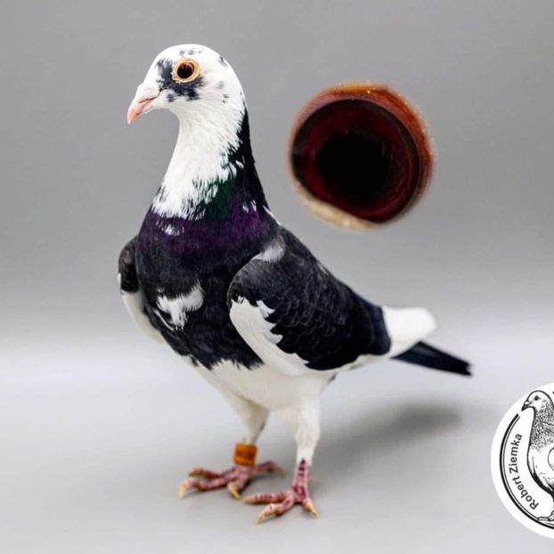  - Nu îmi aparțin 9