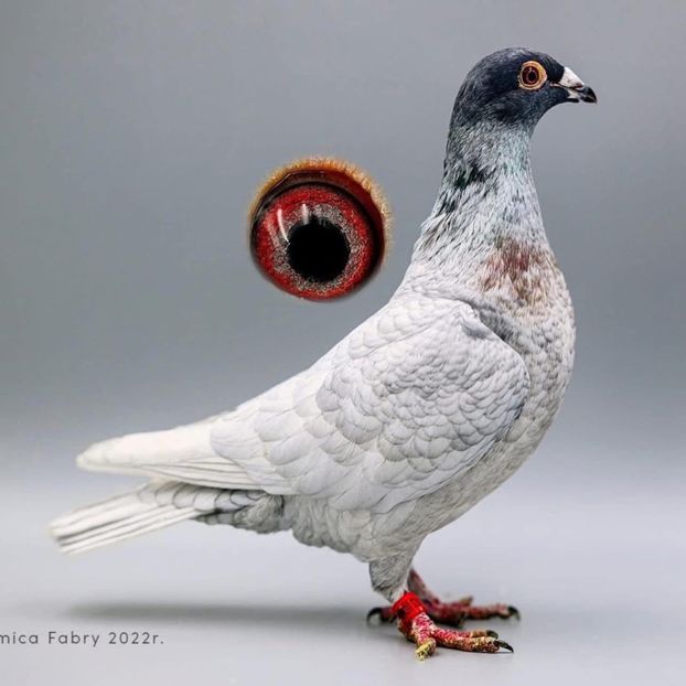  - Nu îmi aparțin 9