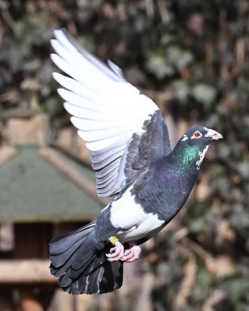  - Nu îmi aparțin 9