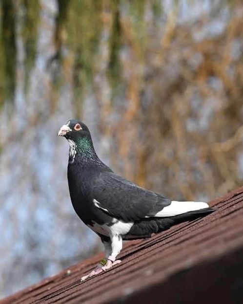  - Nu îmi aparțin 9