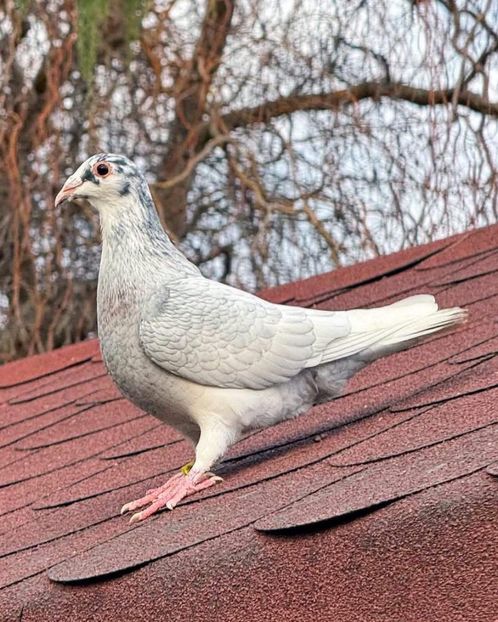  - Nu îmi aparțin 9