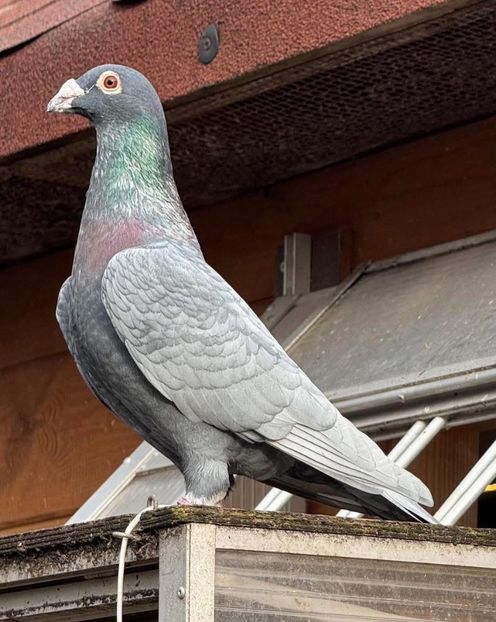  - Nu îmi aparțin 9