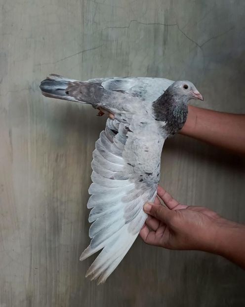  - Nu îmi aparțin 9