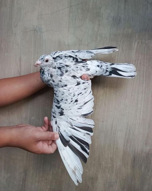  - Nu îmi aparțin 9