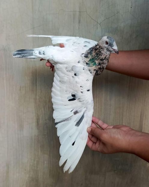  - Nu îmi aparțin 9