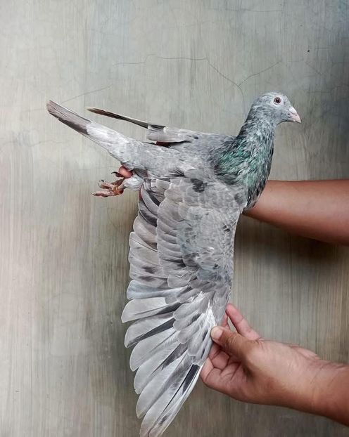  - Nu îmi aparțin 9