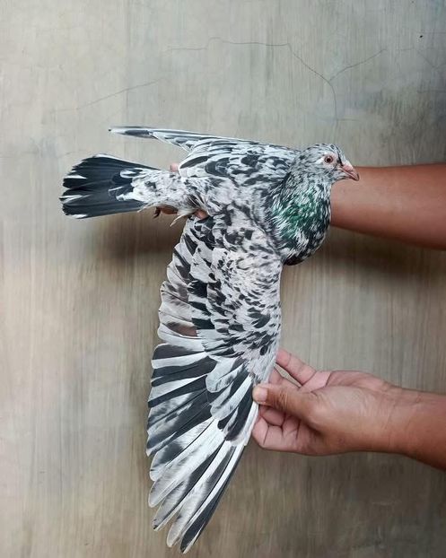  - Nu îmi aparțin 9