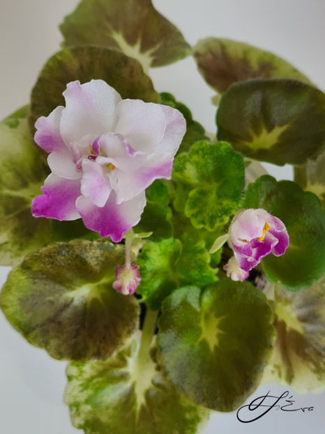  - AV-Yaponskaya Vishnia