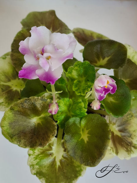  - AV-Yaponskaya Vishnia